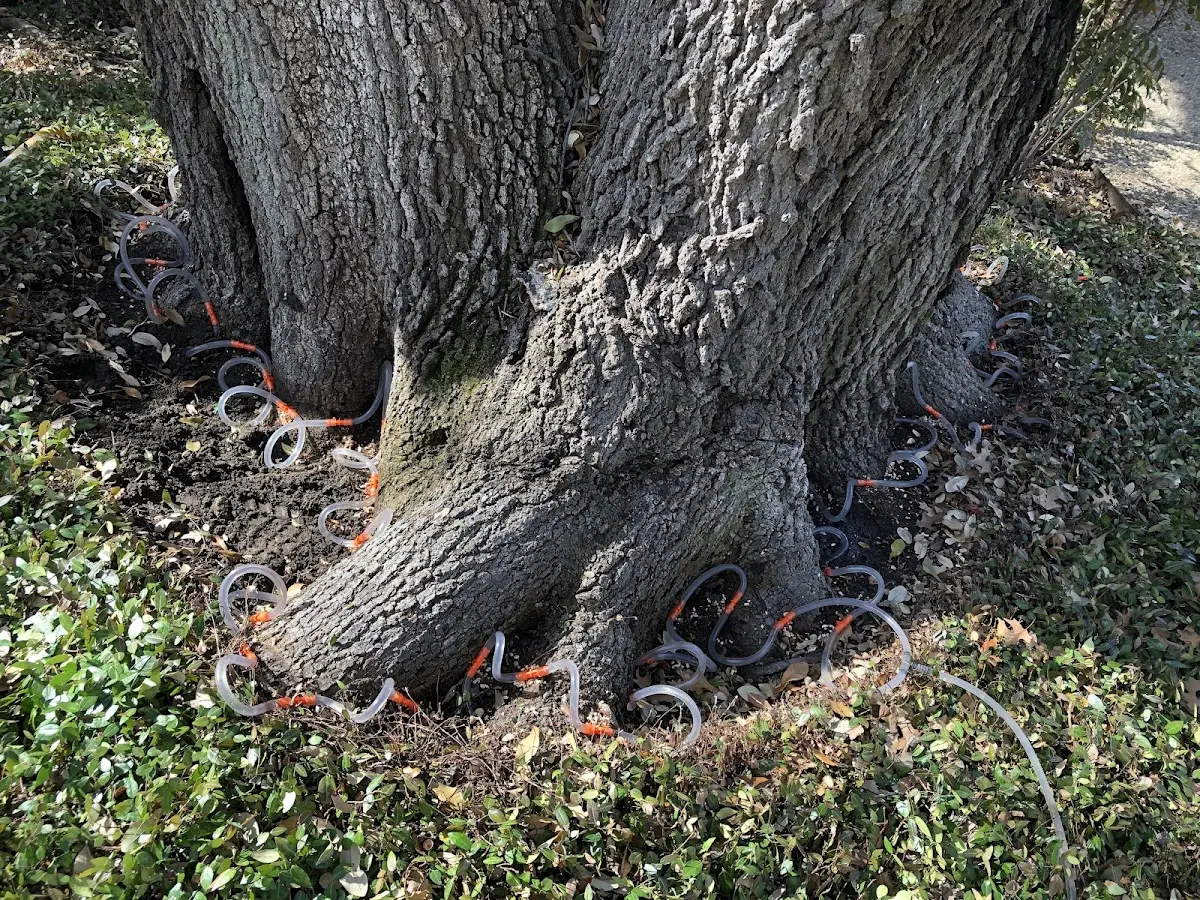 Detailed Tree Cabling and Bracing job site in Celestine