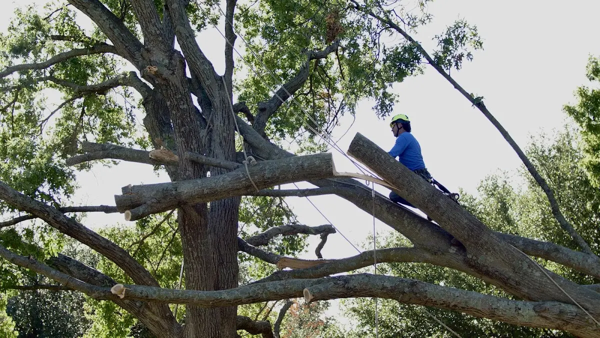 Professional Hazardous Tree Removal performed by certified arborists in Celestine
