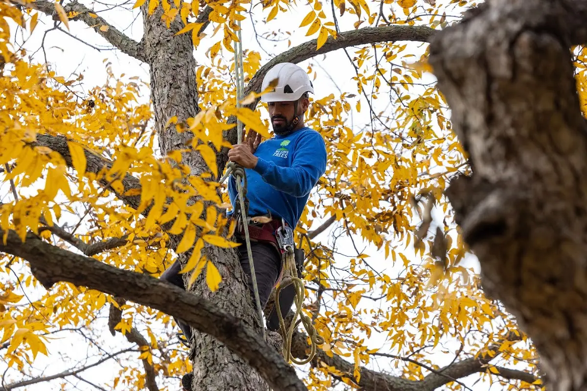 Skilled Tree Transplanting crew working in Celestine
